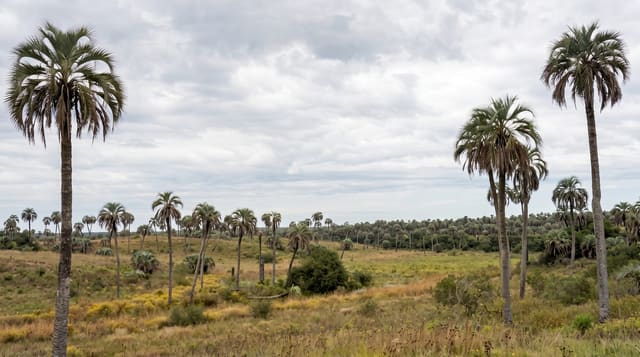El Palmar National Park