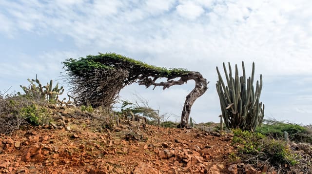 The Divi-Divi Trees
