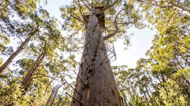 Gloucester Tree
