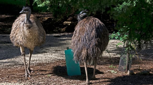 Healesville Sanctuary