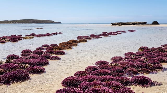 Houtman Abrolhos Islands