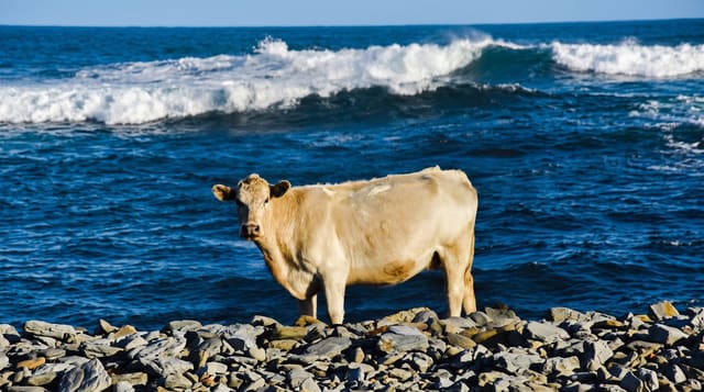 King Island