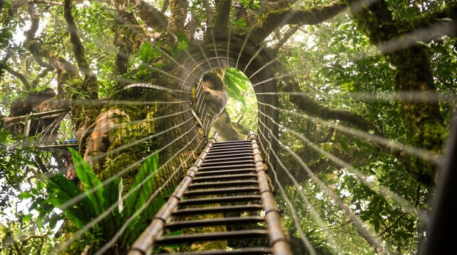 Lamington National Park