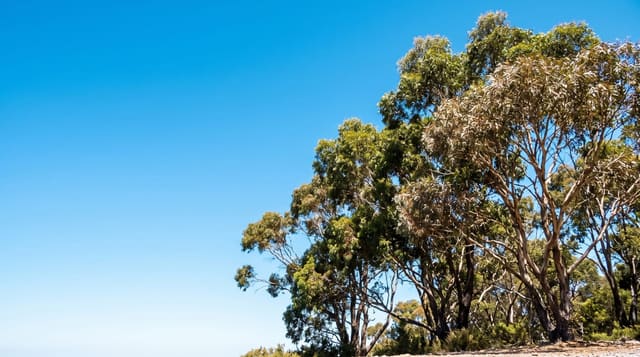 Mount Lofty Summit