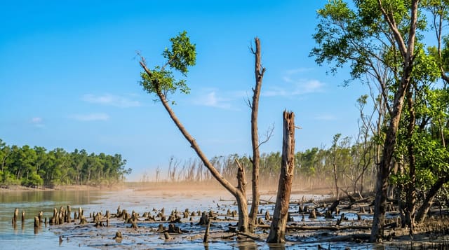 The Sundarbans