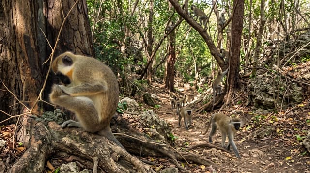 The Barbados Green Monkey