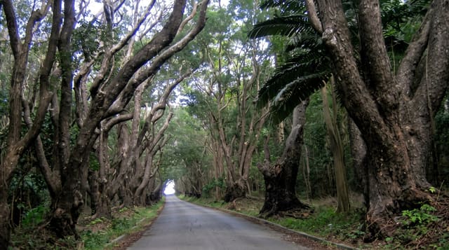 Cherry Tree Hill