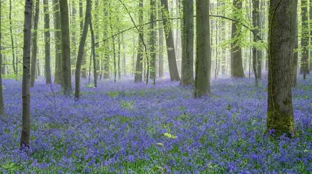 Hallerbos