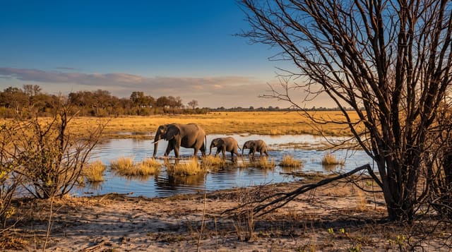 Moremi Game Reserve