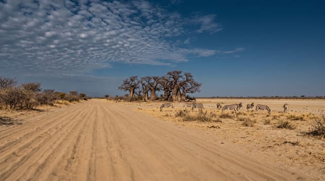 Nxai Pan and Baines' Baobabs