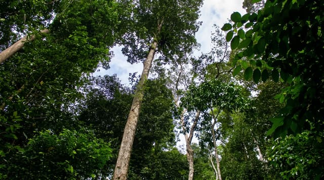 Ulu Temburong National Park