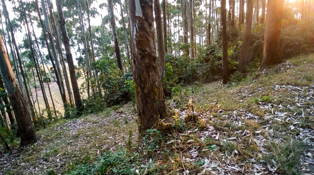 Kibira National Park