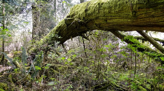 Cathedral Grove