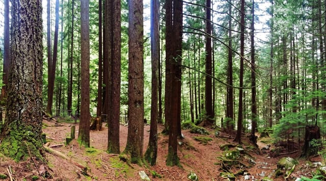 Lynn Canyon Park