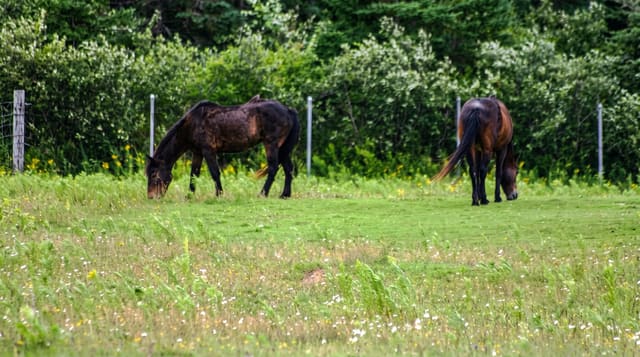 Sable Island