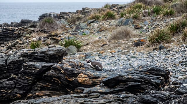 Humboldt Penguin Reserve