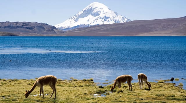 Lauca National Park
