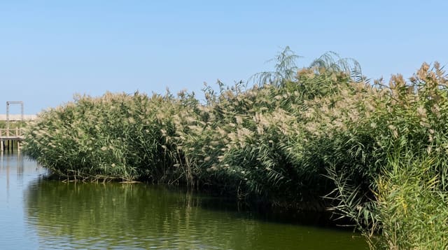 Bosten Lake