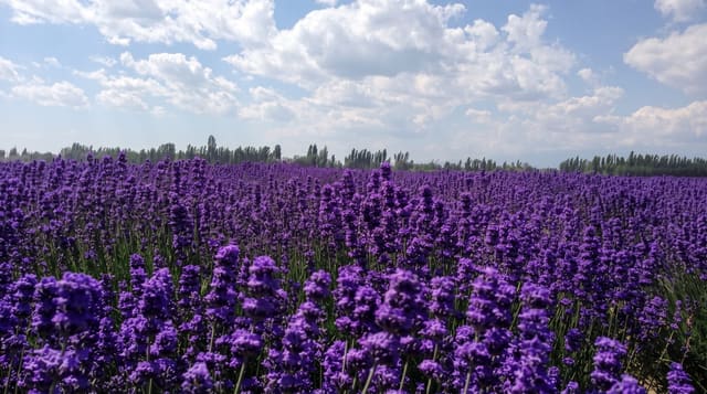 Ili Lavender Fields