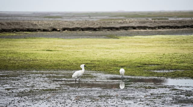 Yancheng Coastal Wetlands