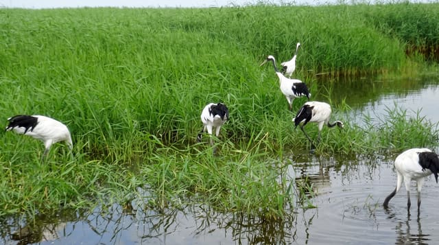 Zhalong Nature Reserve