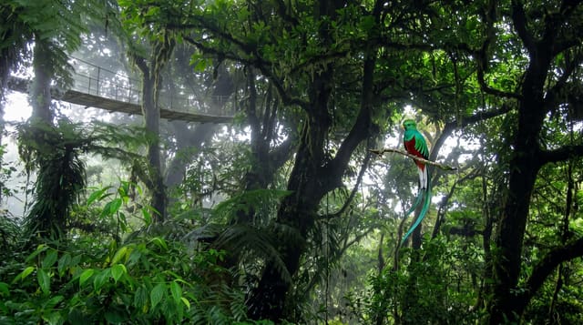 The Monteverde Cloud Forest