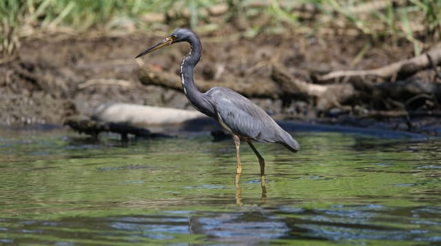 Tortuguero National Park