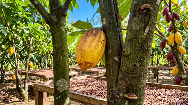 Dominican Cacao