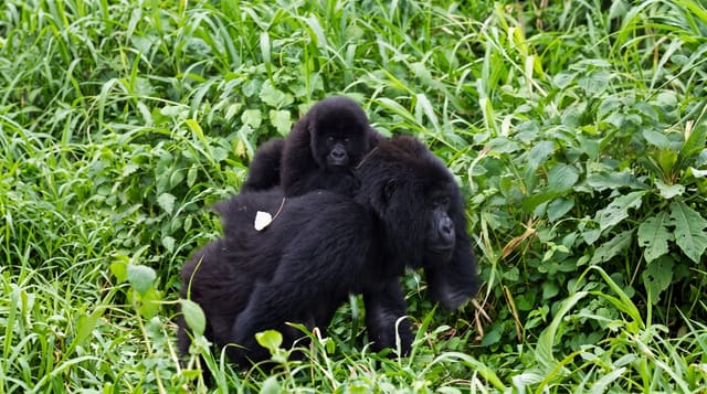 Virunga National Park