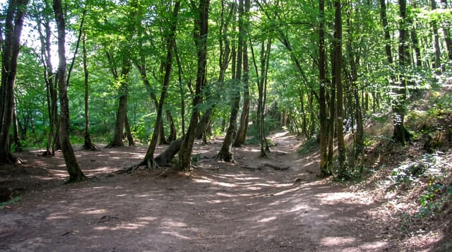 Broceliande Forest