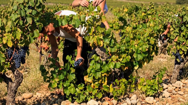 Chateauneuf-du-Pape