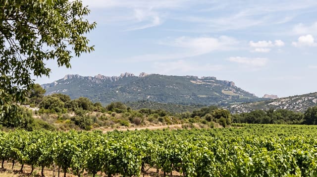 Dentelles de Montmirail