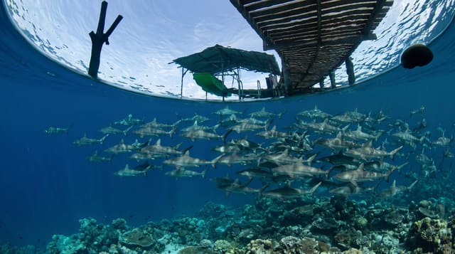 Fakarava