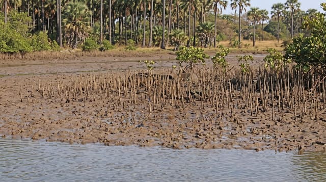 Makasutu Culture Forest