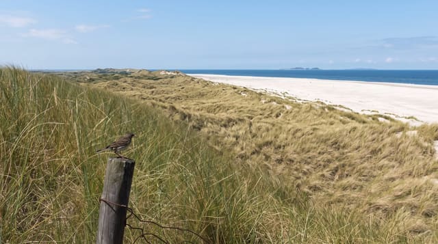Amrum