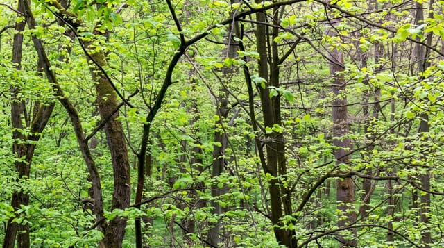 Hainich National Park