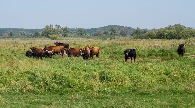 Lower Oder Valley National Park