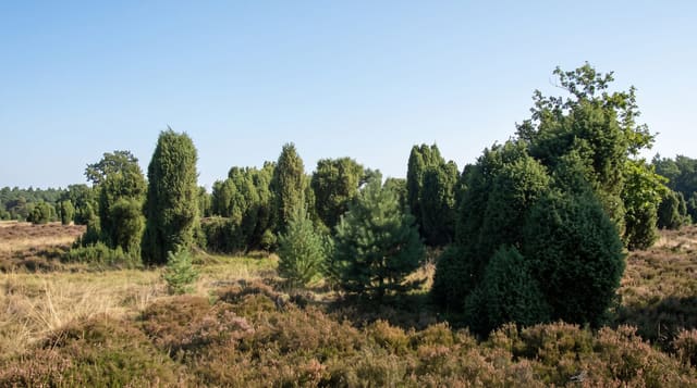 Lüneburg Heath