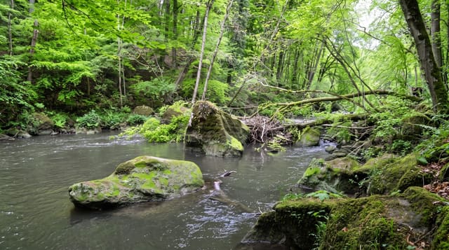Palatinate Forest