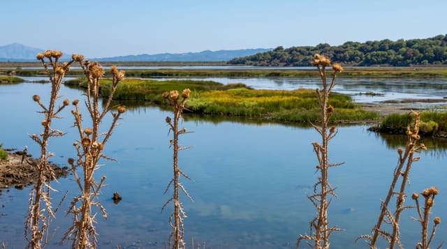 Ambracian Gulf