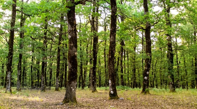 Foloi Oak Forest