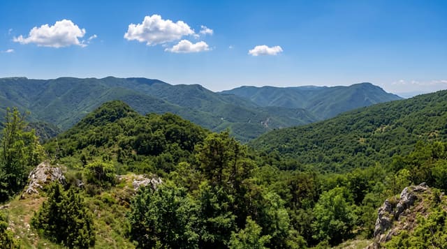 Frakto Virgin Forest
