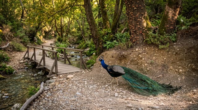 Valley of the Butterflies, Rhodes
