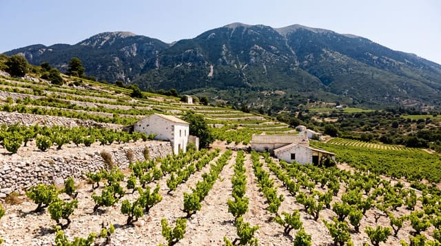 Robola Wine
