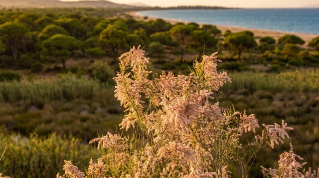 Schinias National Park