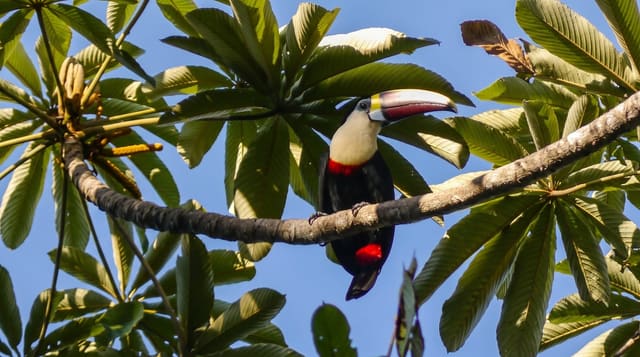 The Iwokrama Rainforest