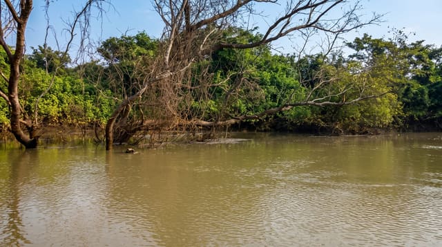 Bhitarkanika National Park