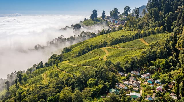 Darjeeling Tea