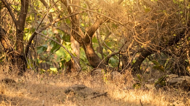 Gir National Park