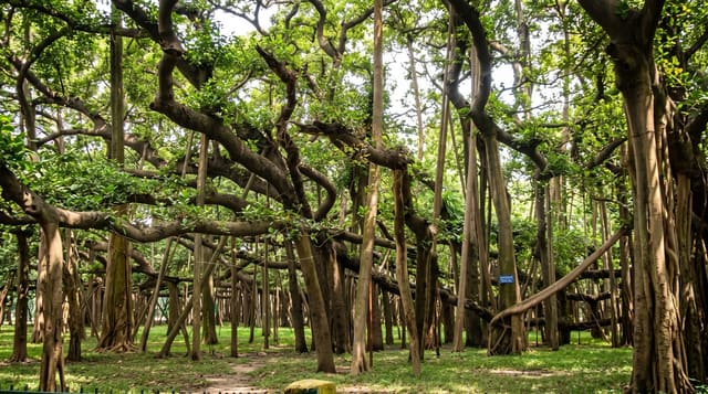 The Great Banyan at Howrah